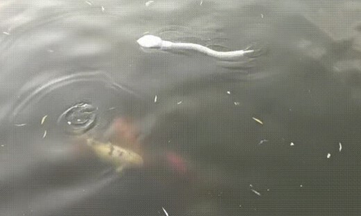 IEEE TRO发表！上大史航团队研发“白龙”仿生水下软体蛇形机器人实现自运动感知与在线步态控制