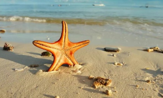 《Science》发表！自振肢体技术赋能软体机器人实现生物级步态