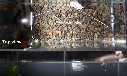 Advanced Materials发表！北京大学重磅推出水下仿生喷射软体机器人！