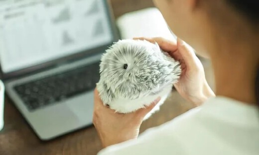 卡西欧AI宠物机器人Moflin销量超预期