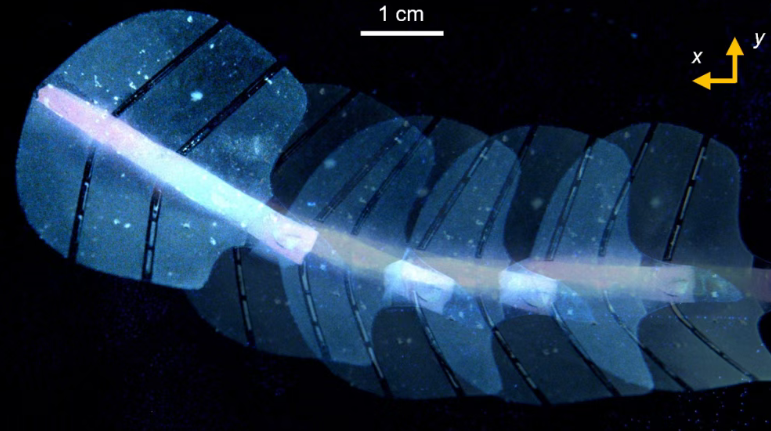 Nature正刊！ETH开发随声音运动的新型人造肌肉，为多个领域的发展提供新机会