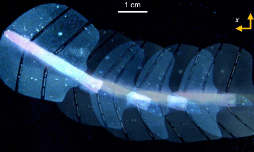 Nature正刊！ETH开发随声音运动的新型人造肌肉，为多个领域的发展提供新机会