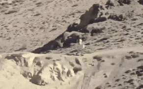 中印边境，“机器人哨兵”悄然站立