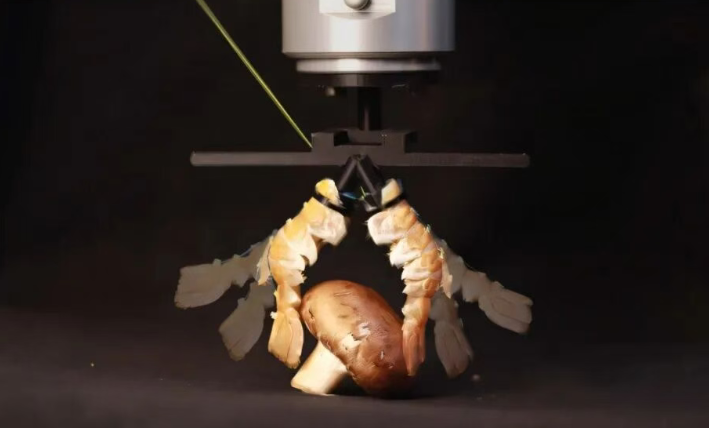 活久见！你扔掉的虾壳，瑞士科学家造机器人登顶刊了