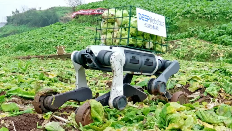 “用技术减轻辛劳”，这个春节云深处把狗送到大山里