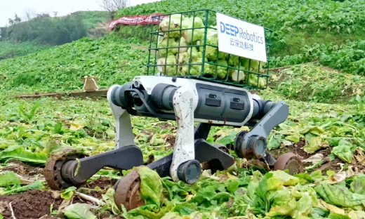 “用技术减轻辛劳”，这个春节云深处把狗送到大山里