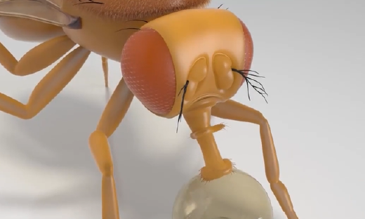 马斯克惊呼！全球首个完整大脑自主驱动数字身体，具身智能迎来全脑仿真！