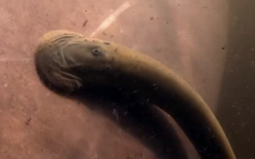 登上Science合作期刊！北大喻俊志团队打造两栖“超级吸盘”，灵感源自七鳃鳗，吸附力超自重850倍，可在各类表面稳定吸附